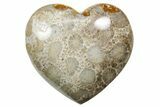1.4" Fossil Coral Heart From Indonesia - Photo 3